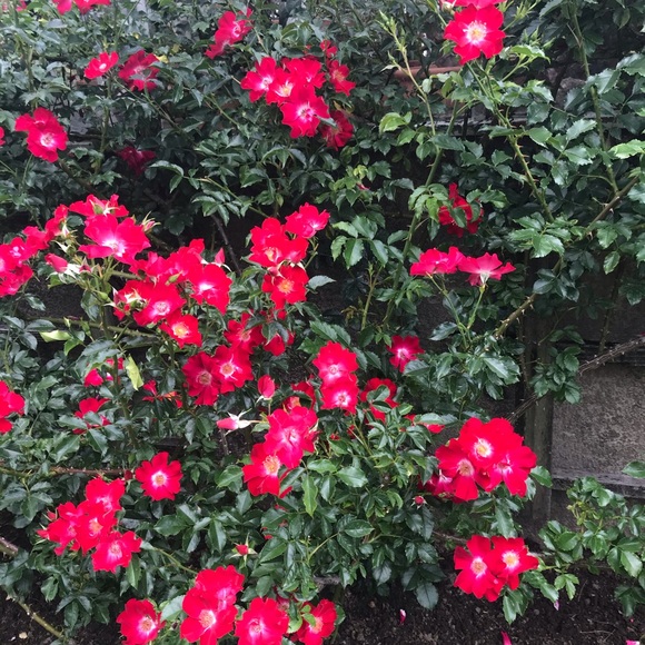 Meet your Posher, Johannah - Picture 1 of 1